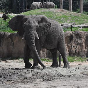 Bull African Bush Elephant