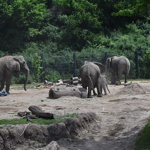 African Bush Elephant Herd