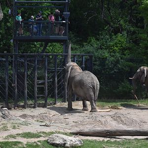 Curious Bush Elephants