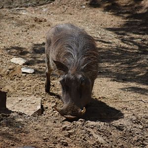 Common Warthog
