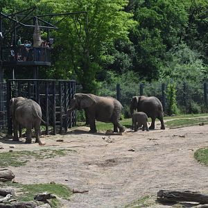 Curious Herd of Bush Elephants