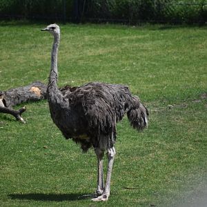 Common Ostrich
