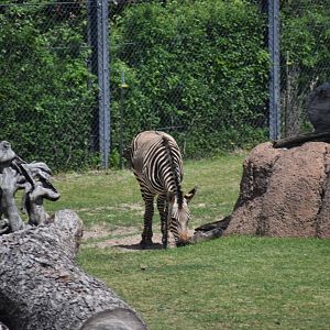 Hartmann's Mountain Zebra