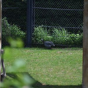 Helmeted Guineafowl