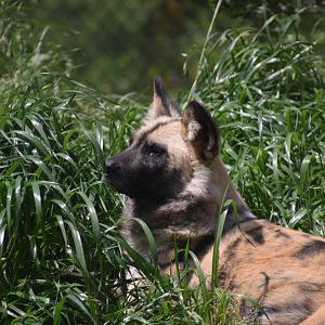 African Painted Dog