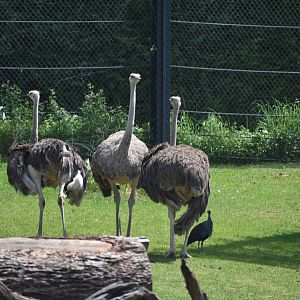 Ostrich Group