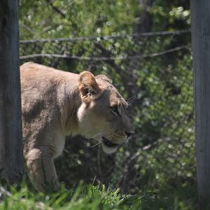 Lioness