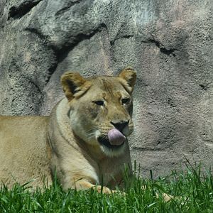 Content Lioness
