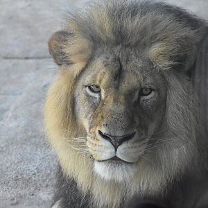African Lion