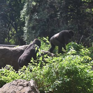 Gorilla gorilla gorilla