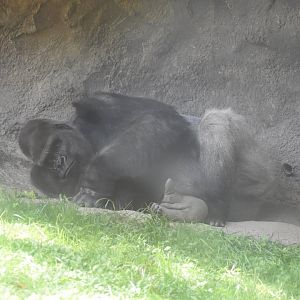 Sleepy Gorilla