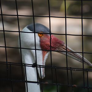 Wattled Crane