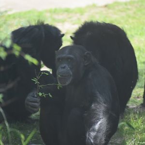 Chimpanzee