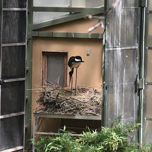 Saddle-billed Stork Nesting
