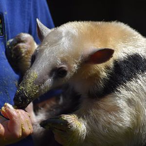 Tamandua