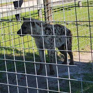 Carson Springs - Spotted Hyena