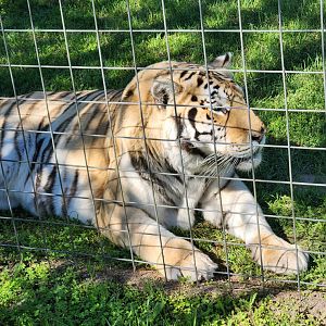 Carson Springs - Tiger