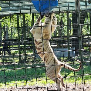 Carson Springs - Tank the white tiger