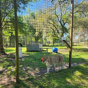 Carson Springs - Lioness