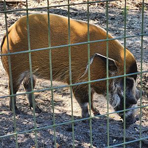 Carson Springs - Red River Hog