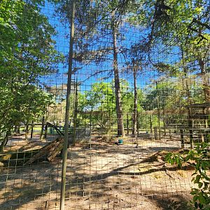 Carson Springs - Cougar enclosure