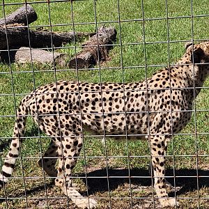 Carson Springs - Cheetah