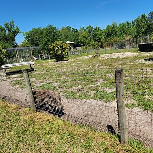 Carson Springs - Warthog yard