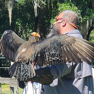 Carson Springs - Yellow-headed Vulture in show