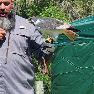 Carson Springs - Augur Buzzard in show