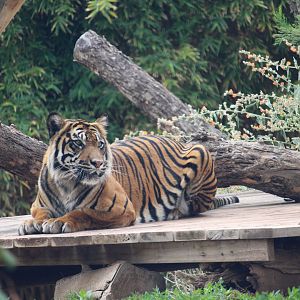 Tropics Trail - Sunda Island Tiger