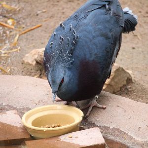 Tropics Trail - Victoria Crowned-Pigeon