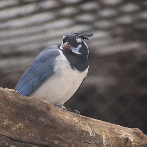 Tropics Trail - Black-throated Magpie-Jay