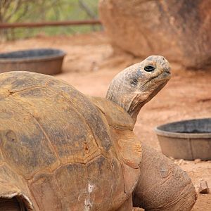 Tropics Trail - Volcan Darwin Giant Tortoise