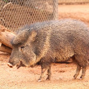Tropics Trail - Chacoan Peccary