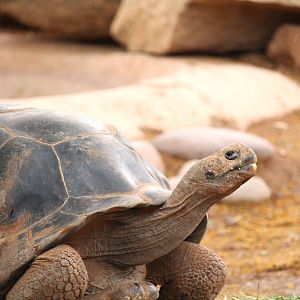 Tropics Trail - Cerro Azul Giant Tortoise