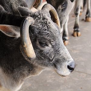 Childrens' Trail - Zebu