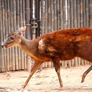 Childrens' Trail - Mexican Red Brocket