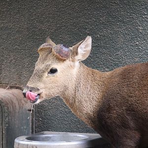 Childrens' Trail - Calamian Deer