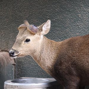 Childrens' Trail - Calamian Deer
