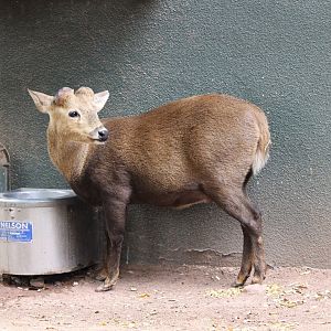 Childrens' Trail - Calamian Deer
