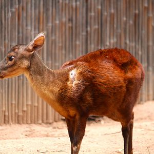 Childrens' Trail - Mexican Red Brocket