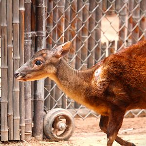 Childrens' Trail - Mexican Red Brocket