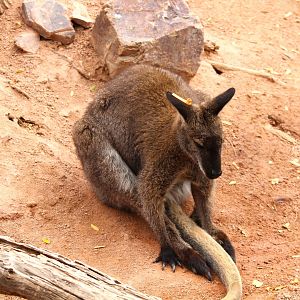 Childrens' Trail - Bennett's Wallaby