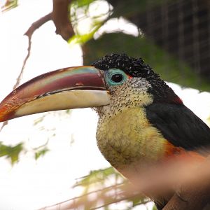 Tropics Trail - Curl-crested Aracari
