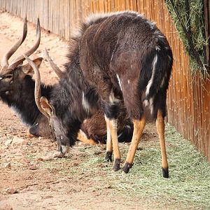 Africa Trail - Lowland Nyalas