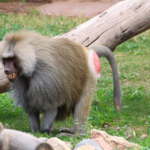 Africa Trail - Hamadryas Baboon
