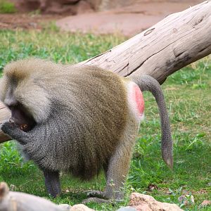 Africa Trail - Hamadryas Baboon