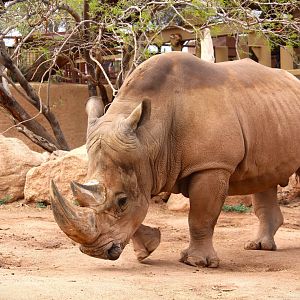 Africa Trail - Southern White Rhinoceros