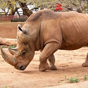 Africa Trail - Southern White Rhinoceros