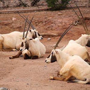 Desert Lives Trail - Arabian Oryxes